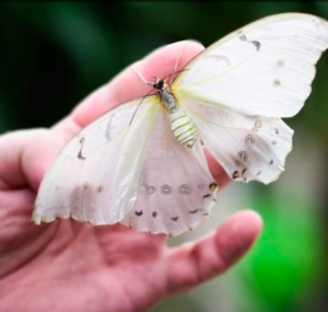 Papilonia Butterfly House: Entry Ticket Papilonia Butterfly House: Entry Ticket