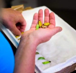 Papilonia Butterfly House: Entry Ticket Papilonia Butterfly House: Entry Ticket