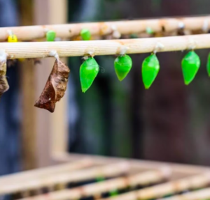 Papilonia Butterfly House: Entry Ticket Papilonia Butterfly House: Entry Ticket