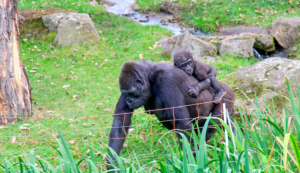 Entry Ticket to Prague Zoo