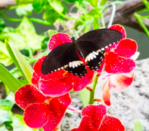 Papilonia Butterfly House: Eintrittskarte