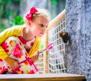 Papilonia Butterfly House: Eintrittskarte