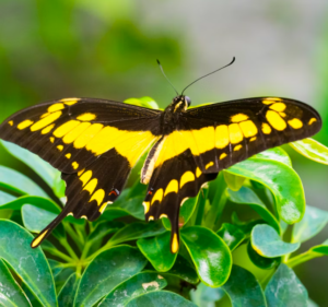 Papilonia Butterfly House: Eintrittskarte
