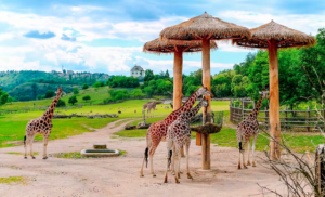 Eintrittskarte für den Prager Zoo 2