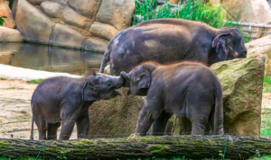 Eintrittskarte für den Prager Zoo 3