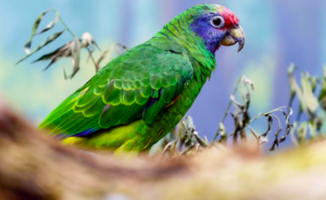 Eintrittskarte für den Prager Zoo 5